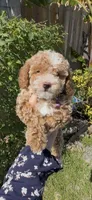 Purple girl, a female Bichon Frise and Poodle - Toy  for sale in San Diego, CA – Photo 1 of 10