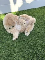 Loki G bichpoo, a male Poodle - Miniature  for sale in San Diego, CA – 3 of 8