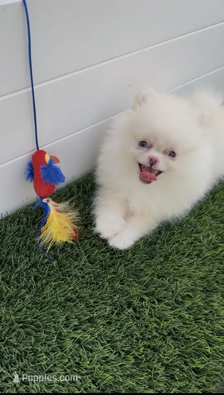 AKC fulll rights CREAMY  girl ready to go home now – Pomeranian puppy for sale in San Diego, CA