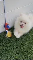 AKC fulll rights CREAMY  girl ready to go home now, a female Pomeranian for sale in San Diego, CA – 1 of 9