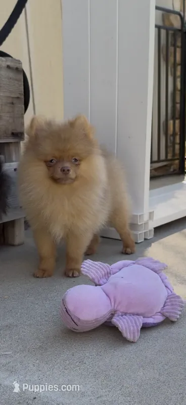 Chocolate Happy baby girl  ready now DNA tested  – Pomeranian puppy for sale in San Diego, CA