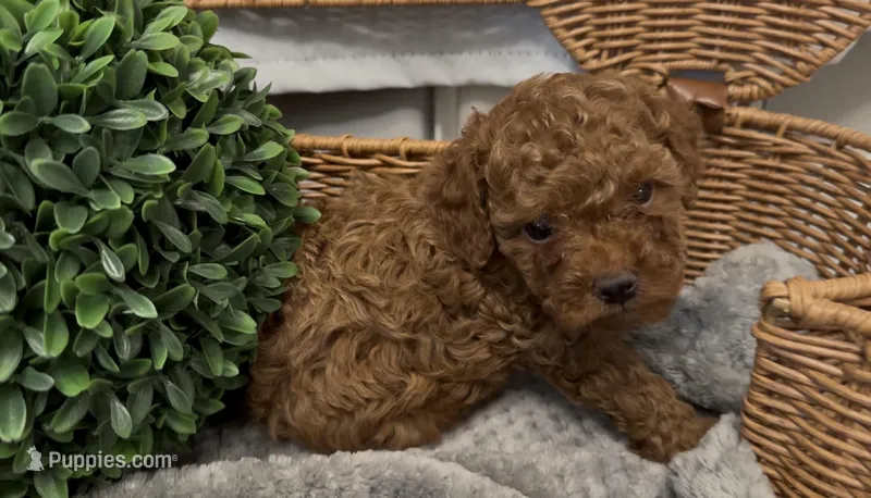 AKC toy princess – Poodle - Toy  puppy for sale in San Diego, CA