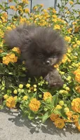 Shadow Micro Pomeranian Calm Pup, a male Pomeranian for sale in San Diego, CA – 4 of 6