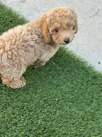 Miko 💙 Adorable Puppy | ready to go home now, a male Bichpoo for sale in San Diego, CA – 2 of 10