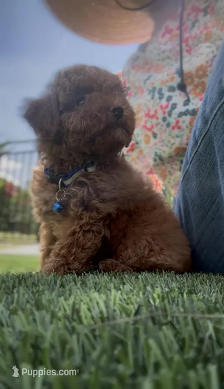 AKC Baby blue boy  ready now , a male Poodle - Toy  for sale in San Diego, CA – Photo 1 of 10