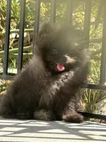 Thor AKC playful and calm puppy, a male Pomeranian for sale in San Diego, CA – 6 of 7