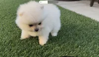 super small toy girl potty training , a female Pomeranian for sale in San Diego, CA – 7 of 7