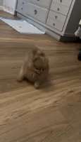 Rare Embark DNA Tested Chocolate Sable Merle Female Pomeranian, a female Pomeranian for sale in San Diego, CA – 2 of 9