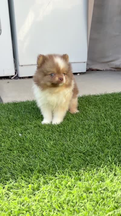 Rare Chocolate Merle Sable Female – Embark DNA Tested, a female Pomeranian for sale in San Diego, CA – 8 of 9