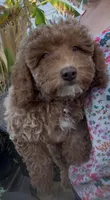 Mother's day Special! Paige  gorgeous Human like eyes , a female Poodle - Toy  and Bichpoo for sale in San Diego, CA – Photo 2 of 9