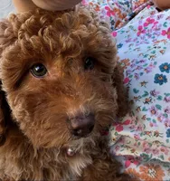 Mother's day Special! Paige  gorgeous Human like eyes , a female Poodle - Toy  and Bichpoo for sale in San Diego, CA – Photo 5 of 9