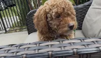 Mother's day Special! Paige  gorgeous Human like eyes , a female Poodle - Toy  and Bichpoo for sale in San Diego, CA – Photo 9 of 9