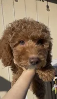 Mother's day Special! Paige  gorgeous Human like eyes , a female Poodle - Toy  and Bichpoo for sale in San Diego, CA – Photo 1 of 9