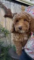Mother's day Special! Paige  gorgeous Human like eyes , a female Poodle - Toy  and Bichpoo for sale in San Diego, CA – Photo 7 of 9