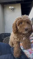 Mother's day Special! Paige  gorgeous Human like eyes , a female Poodle - Toy  and Bichpoo for sale in San Diego, CA – Photo 3 of 9