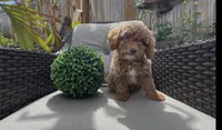 Mother's day Special! Paige  gorgeous Human like eyes , a female Poodle - Toy  and Bichpoo for sale in San Diego, CA – Photo 8 of 9