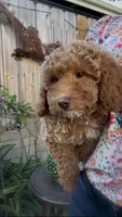 Mother's day Special! Paige  gorgeous Human like eyes , a female Poodle - Toy  and Bichpoo for sale in San Diego, CA – Photo 4 of 9