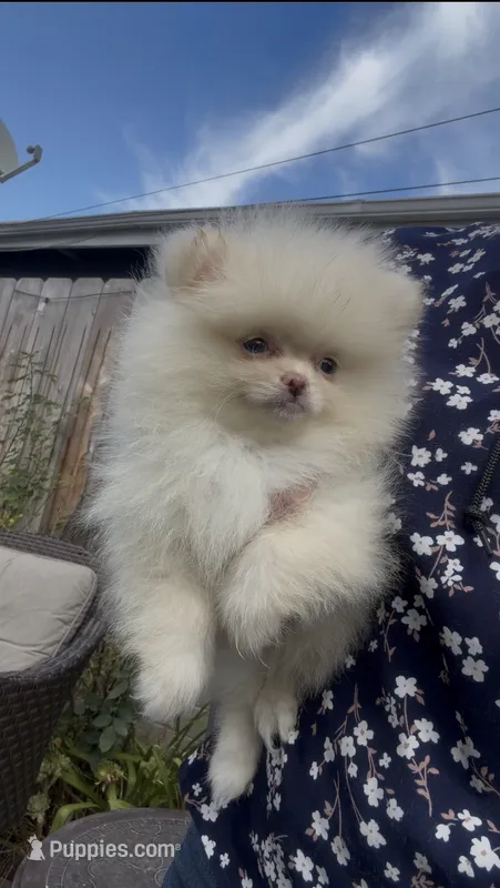 creamy AKC  – Pomeranian puppy for sale in San Diego, CA