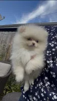creamy AKC , a female Pomeranian for sale in San Diego, CA – 1 of 10