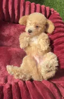 Loki G bichpoo Ready Today, a male Bichon Frise and Poodle - Toy  for sale in San Diego, CA – 4 of 7