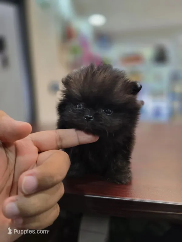AKC  Teacup tiny boy  – Pomeranian puppy for sale in San Diego, CA