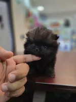 AKC  Teacup tiny boy , a male Pomeranian for sale in San Diego, CA – 1 of 5