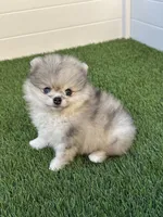 🐻 Tiny Teddy Bear Pomeranian Boy | Sweet & Cuddly, a male Pomeranian for sale in San Diego, CA – 2 of 9