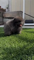AKC shadow tiny baby boy , a male Pomeranian for sale in San Diego, CA – 7 of 10