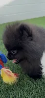 teddy bear face AKC full rights super tiny, a male Pomeranian for sale in San Diego, CA – 2 of 9