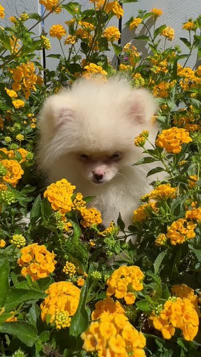 Coconut white playful calm puppy, a female Pomeranian for sale in San Diego, CA – 6 of 6