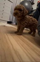 AKC Gray baby boy, a male Poodle - Toy  for sale in San Diego, CA – Photo 3 of 6