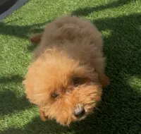 happy girl, a female Poodle - Toy  and Bichpoo for sale in San Diego, CA – 5 of 9