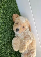 Peaches 🍑 Adorable Bichpoo Puppy , a female Poodle - Toy  and Bichpoo for sale in San Diego, CA – 2 of 9