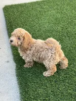 Miko 💙 Adorable Puppy | ready to go home now, a male Bichpoo for sale in San Diego, CA – 5 of 10