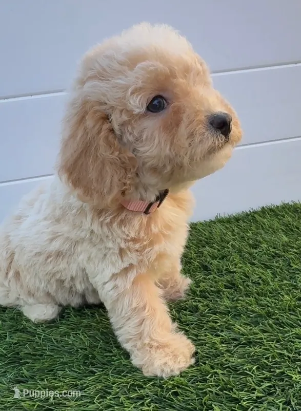 Peaches 🍑 Adorable Bichpoo Puppy  – Poodle - Toy , Bichpoo puppy for sale in San Diego, CA
