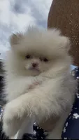creamy AKC , a female Pomeranian for sale in San Diego, CA – 3 of 10