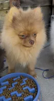 chocolate Hazel,DNA tested, ready to go home now, a female Pomeranian for sale in San Diego, CA – 9 of 9