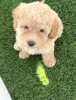 Loki G bichpoo, a male Poodle - Miniature  for sale in San Diego, CA – 2 of 8