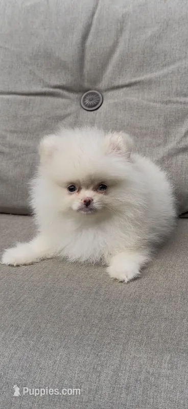 🤍✨ Lina | Tiny White/Cream Pomeranian Female ✨🤍 – Pomeranian puppy for sale in San Diego, CA