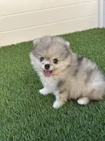 🐻 Tiny Teddy Bear Pomeranian Boy | Sweet & Cuddly, a male Pomeranian for sale in San Diego, CA – 6 of 9