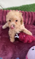 Daisy ready to go home NOW!, a female Poodle - Toy  for sale in San Diego, CA – 2 of 10