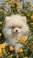 Coconut white playful calm puppy, a female Pomeranian for sale in San Diego, CA – 2 of 6