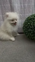 AKC happy baby girl  ready now DNA tested , a female Pomeranian for sale in San Diego, CA – 6 of 7