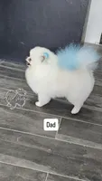 🐻 Tiny Teddy Bear Pomeranian Boy | Sweet & Cuddly, a male Pomeranian for sale in San Diego, CA – 8 of 9