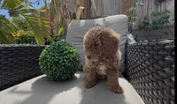 Paige  Ready to go Home TODAY, a female Poodle - Toy  and Bichpoo for sale in San Diego, CA – Photo 8 of 10