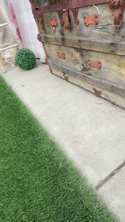 happy baby girl  ready now DNA tested , a female Pomeranian for sale in San Diego, CA – 10 of 10