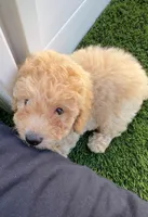 Grizzly 🤎 Adorable Bichpoo Puppy | Designer puppy, a male Bichpoo for sale in San Diego, CA – 3 of 10