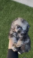 Tiny Wolfie teddy bear face, a male Pomeranian for sale in San Diego, CA – Photo 7 of 10