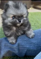 Tiny Wolfie teddy bear face, a male Pomeranian for sale in San Diego, CA – Photo 4 of 10