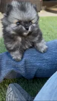 Tiny Wolfie teddy bear face, a male Pomeranian for sale in San Diego, CA – Photo 2 of 10